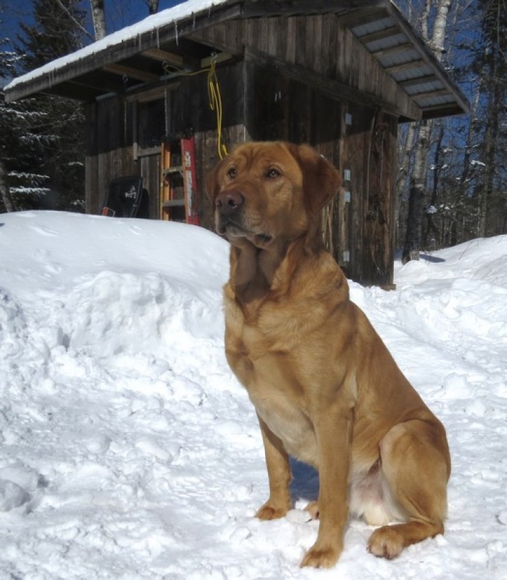 Aucune photo pour : RIVEBLANCHE KING EIDER (USA)