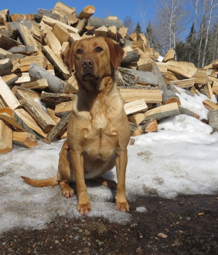 Aucune photo pour : RIVEBLANCHE LASKA VENDU MERCI!