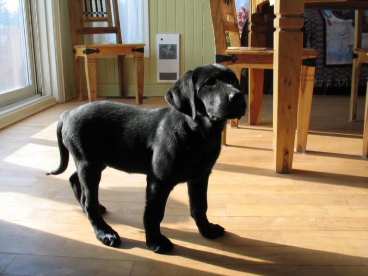 Aucune photo pour : CHIOT À VENDRE  VENDUE !